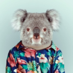 koala-ray